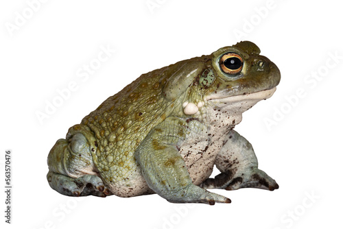 Bufo Alvarius aka Colorado River Toad, sitting side ways. Looking ahead with golden eyes. Isolated cutout on transparent background. photo