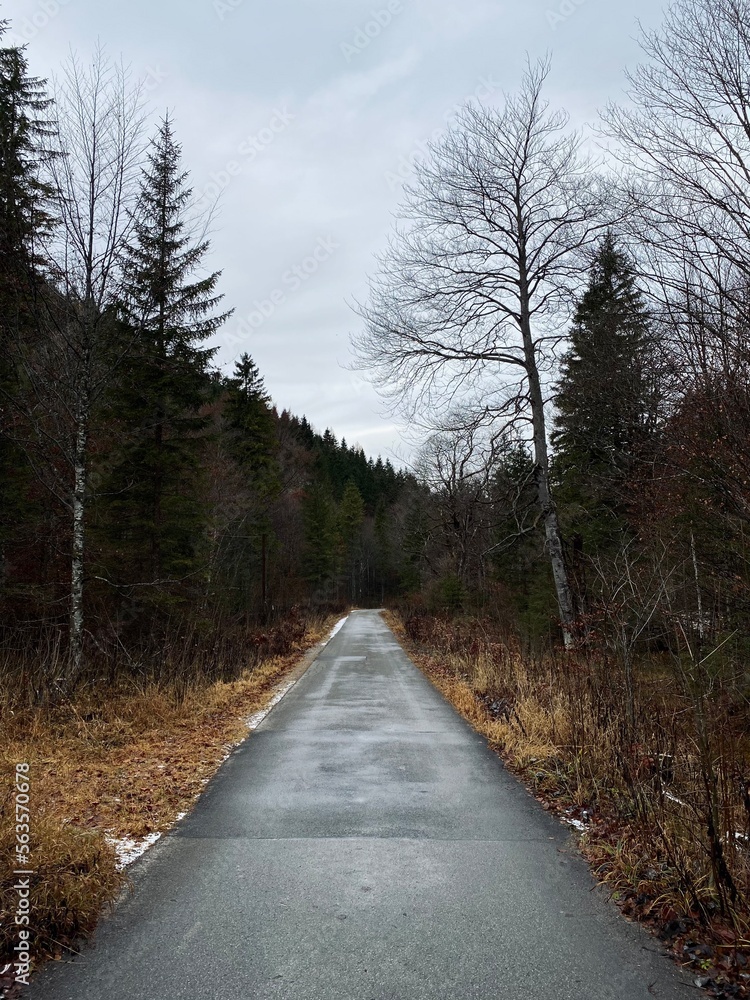 Fototapeta premium Weg im Wald 