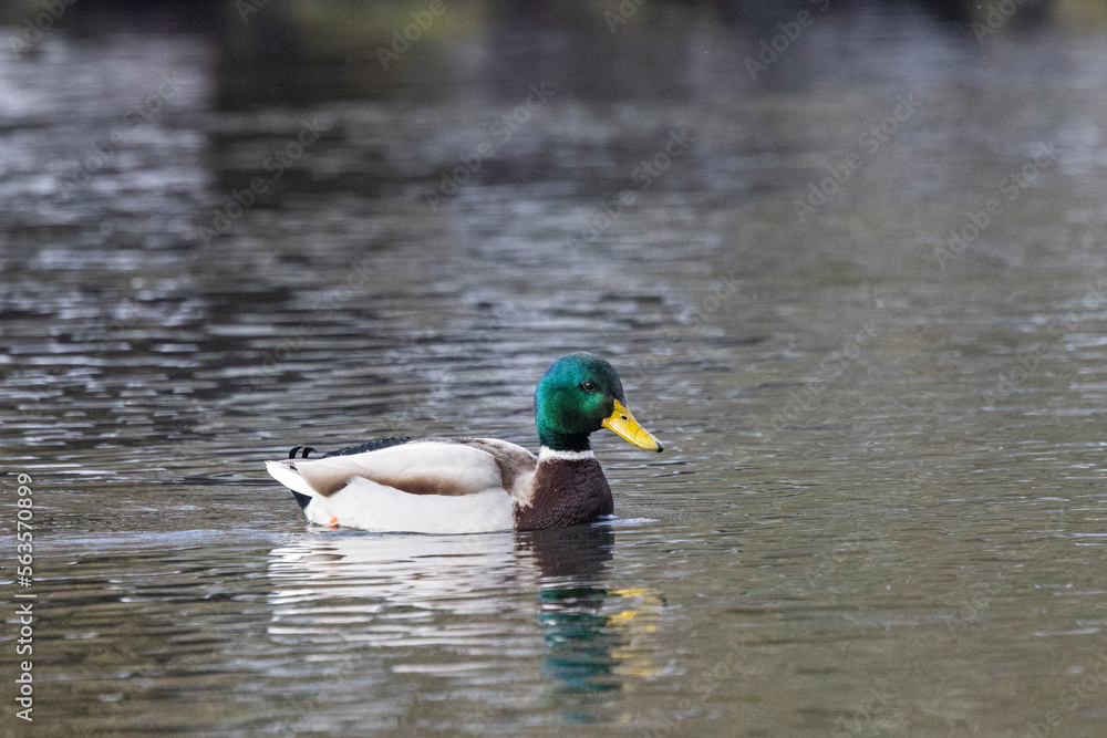 Fototapeta premium Stockente (Anas platyrhynchos)