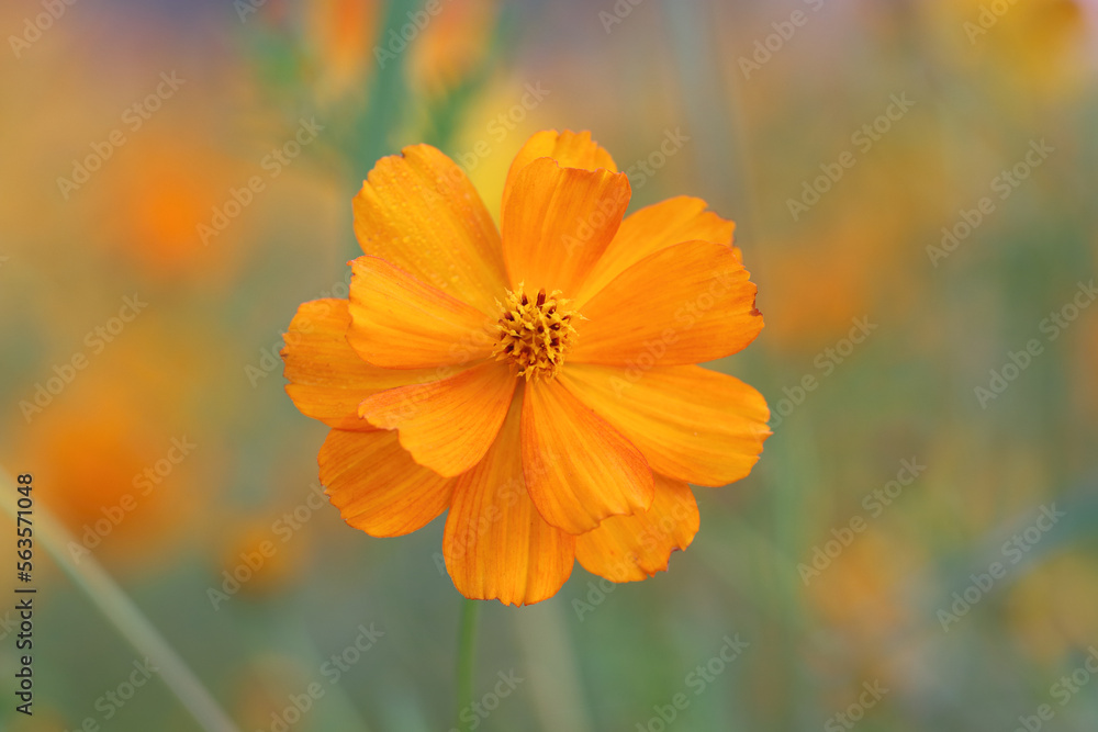 Orange cosmos flower in the garden. Orange flowers pictures. Cosmos bipinnatus, commonly called the garden cosmos or Mexican aster. Orange cosmos flower in the garden. Orange flowers pictures. Cosmos bipinnatus, commonly called the garden cosmos or Mexican aster.