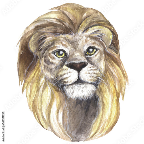 
watercolor illustration wild cats lion photo