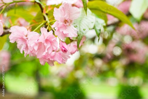 Branches blossoming cherry on spring on nature outdoors. Pink sakura flowers, amazing colorful dreamy romantic artistic image spring nature.