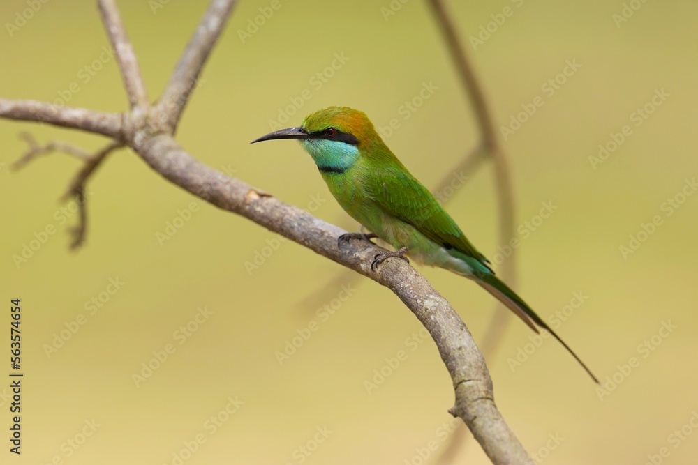Vlha proměnlivá (Merops orientalis) Green bee-eater, sitting on the branch at Wilpattu park Sri Lanka