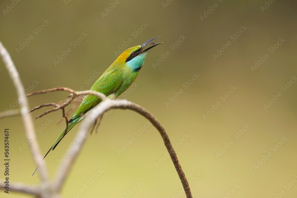 Vlha proměnlivá (Merops orientalis) Green bee-eater, sitting on the branch at Wilpattu park Sri Lanka Vlha proměnlivá (Merops orientalis) Green bee-eater, sitting on the branch at Wilpattu park Sri Lanka