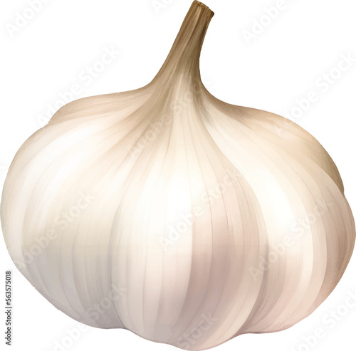 Garlic Detailed Hand Drawn Illustration Vector Isolated