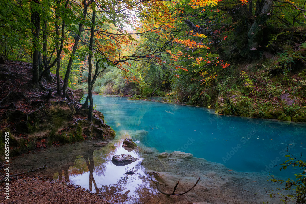 Obraz premium river in the forest