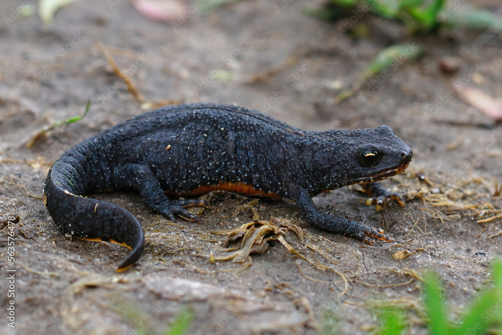 Fototapeta premium Closeup of an adult terrestrial female alpine newt , Ichthyosaura alpestris on the ground