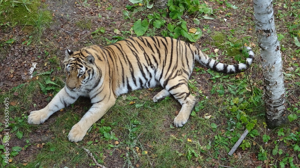 Obraz premium Tigre Zoo Saint Félicien