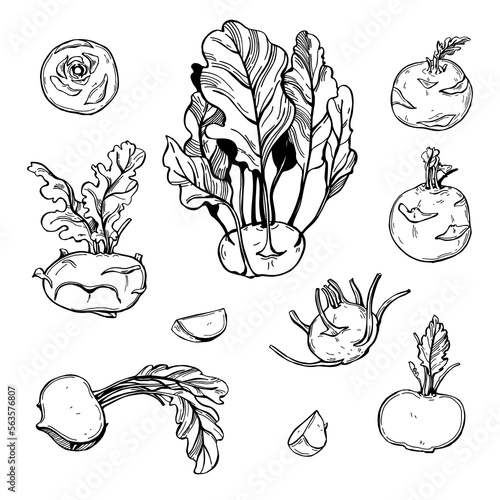 Sketch vegetables. Vector  illustration