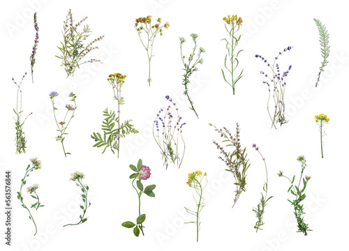Dried flowers on white background. Flat lay, top view. Wildflovers border isolated on white background. Floristic pack collection