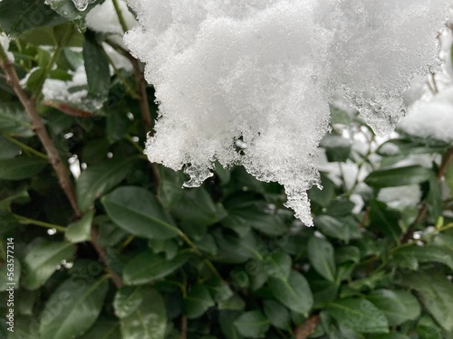 on the green leaves of a bush lies snow in winter