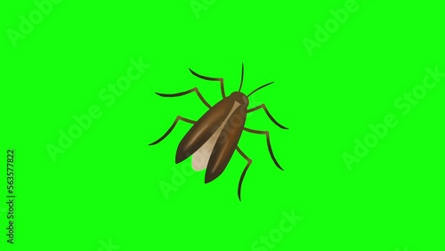 Stop insect, bugs and other pests 4k 2d animation, crossed out sign over cockroach, white background and green screen included