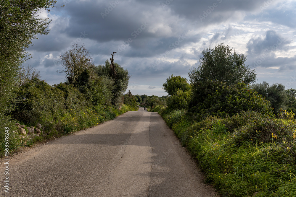 Fototapeta premium Rural road surrounded by Mediterranean crops