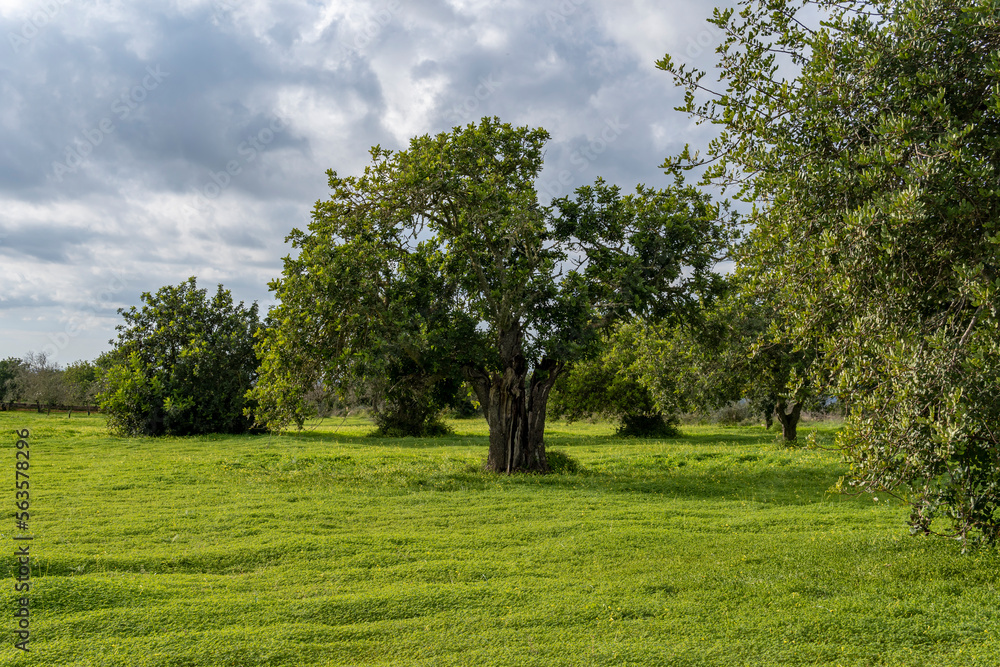 Carob tree, Ceratonia siliqua, island of Mallorca Carob tree, Ceratonia siliqua, island of Mallorca