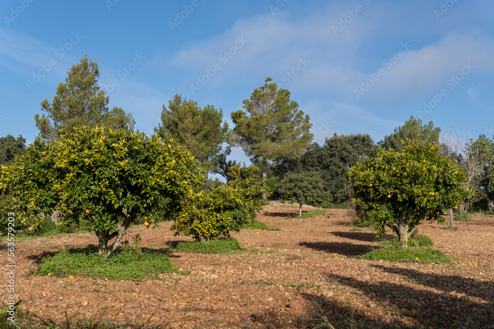 Fototapeta premium Rural field of organic orange trees