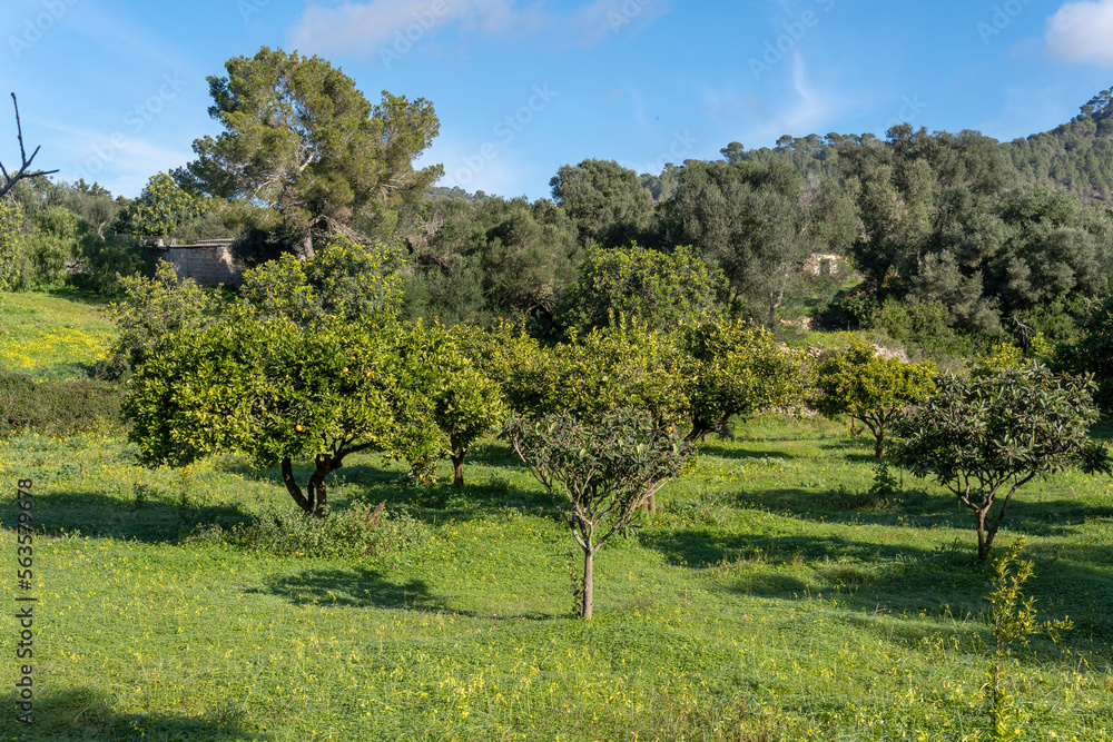 Rural field of organic orange trees