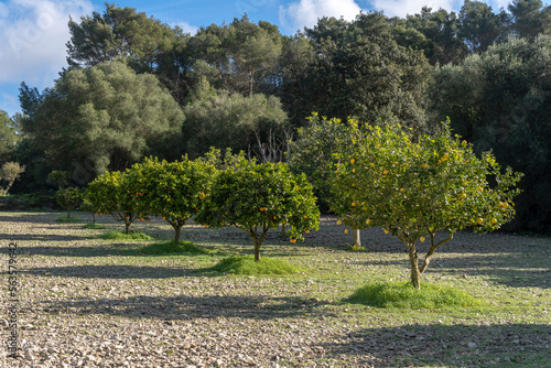 Rural field of organic lemon trees