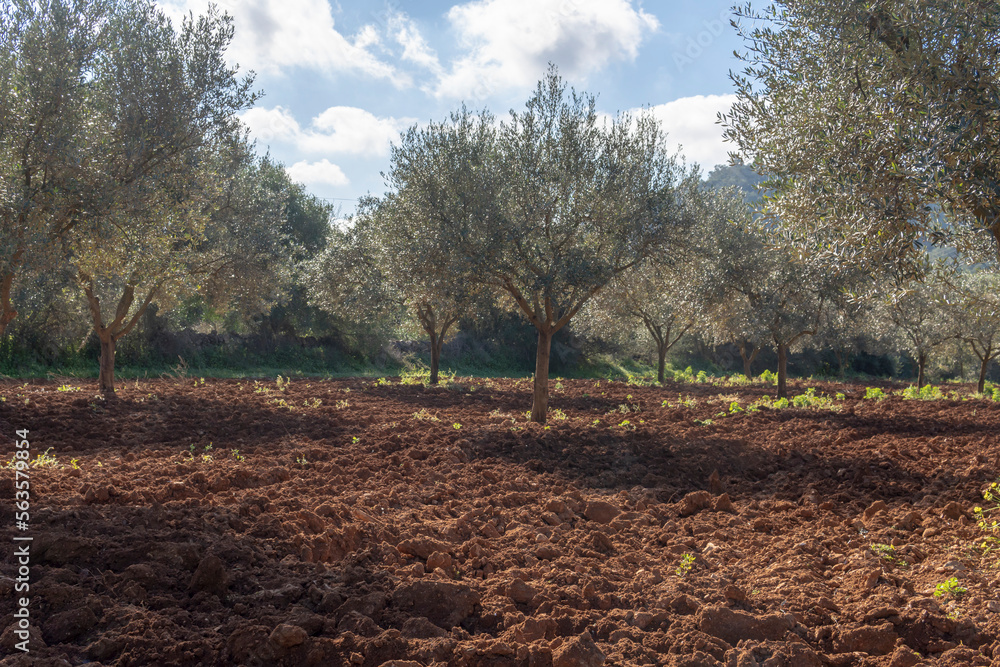 Obraz premium Rural field of organic olive trees