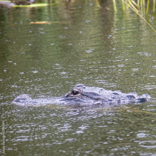 Alligator at the Everglades, Florida, USA