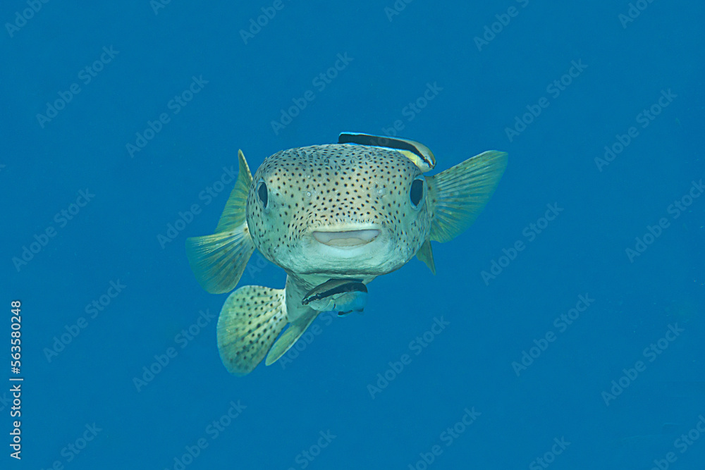 Porcupinefish with cleaner wrasse at cleaning station. Closeup of a