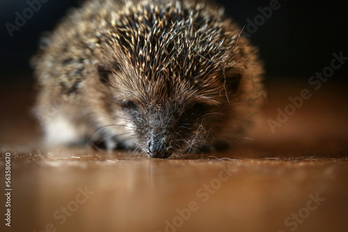 hedgehog on the ground