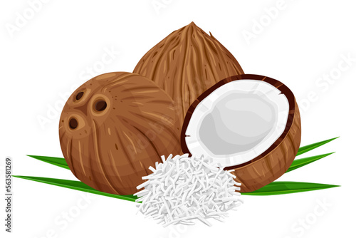 Coconut and leaves isolated on white background. Vector illustration cartoon isolated on white