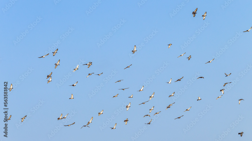Birds Doves Group Flying Morning Blue Sky Landscape. Birds Doves Group Flying Morning Blue Sky Landscape.