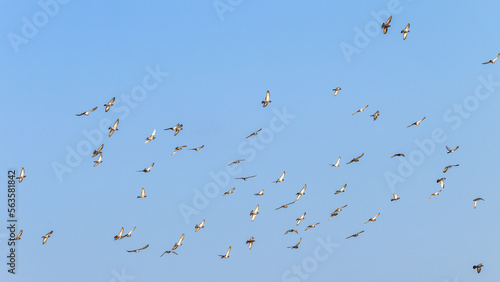 Birds Doves Group Flying Morning Blue Sky Landscape. © ChrisVanLennepPhoto