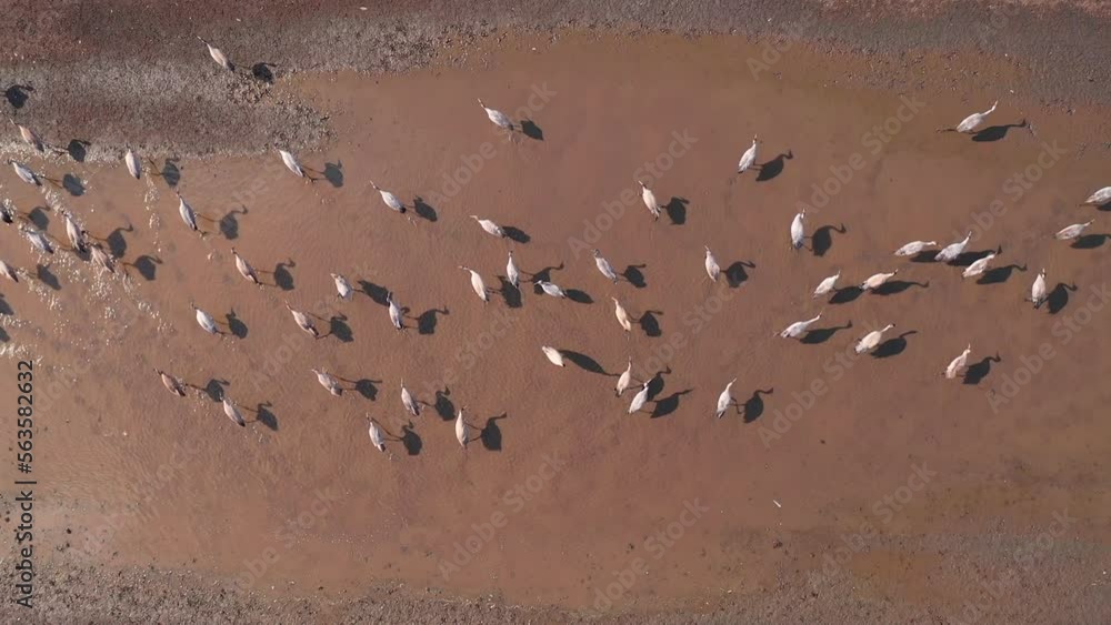 Flock of common crane (Grus grus) birds resting near the pond during springtime migration, aerial shot top down Flock of common crane (Grus grus) birds resting near the pond during springtime migration, aerial shot top down