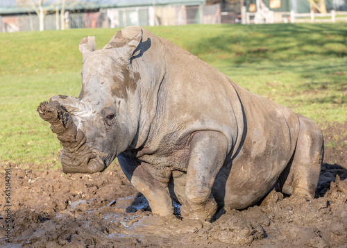 rhino in the grass