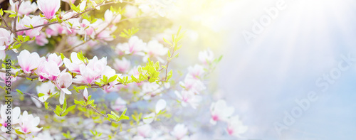 Blooming magnolia tree. Spring flowers. © famveldman