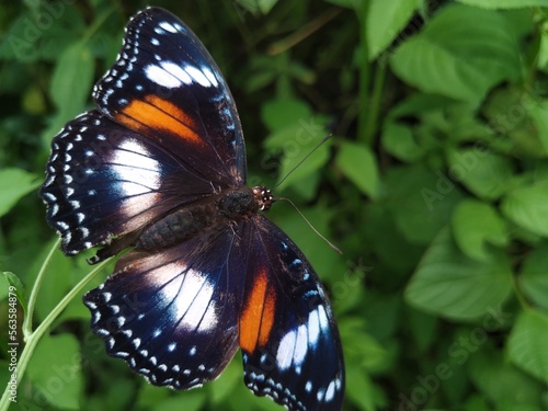Hypolimnas bolina, the great eggfly,common eggfly,varied eggfly or in New Zealand the blue moon butterfly is a species of nymphalid butterfly found from Madagascar to Asia and Australia photo