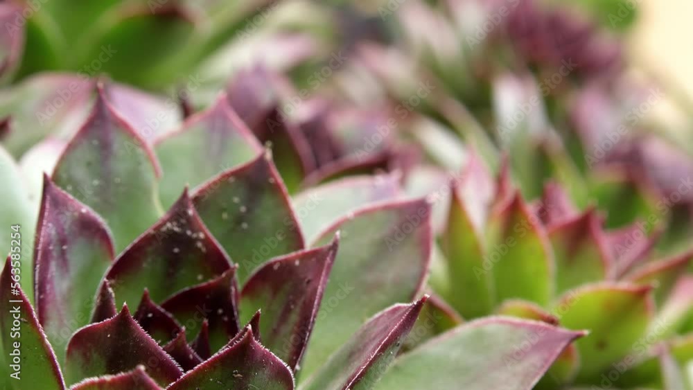 Common houseleek or sempervivum tectorum is also known as healing blade Common houseleek or sempervivum tectorum is also known as healing blade
