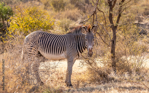 Grévy's zebra (Equus grevyi) looking at the camera, Samburu National Rerserve, Kenya.	