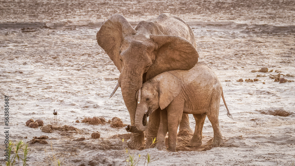 A female elephant with a calf drinking at a waterhole, Samburu National Reserve, Kenya.