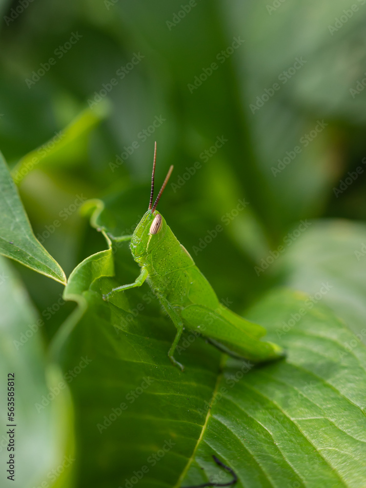 green grasshopper perched on a leaf green grasshopper perched on a leaf