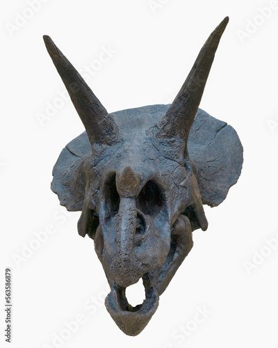 Scary dinosaur skull