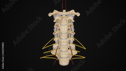 Cervical spine with vertebral arteries and emerging spinal nerves-black background photo
