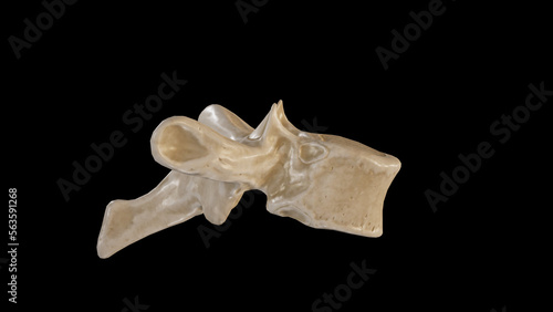 Lateral view of Fourth Thoracic Vertebra (T4)
