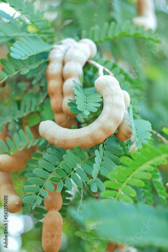 Sweet tamarind and leaf on the tree. Raw tamarind fruit hang on the tamarind tree in the garden with natural background.