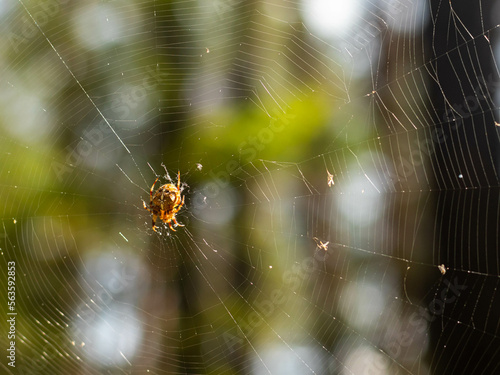 closeup of a spider on the web
