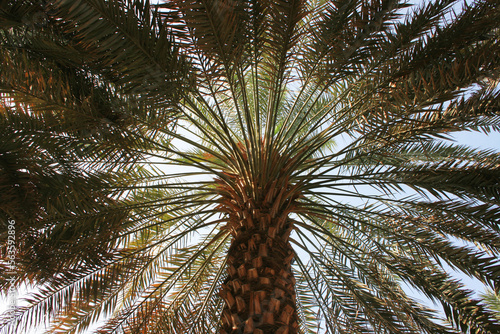 Symmetry of Date Tree`s Brunch in Medina, Saudi Arabia