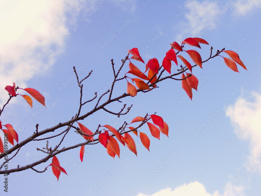 枝に残る黄葉の桜の葉と青空