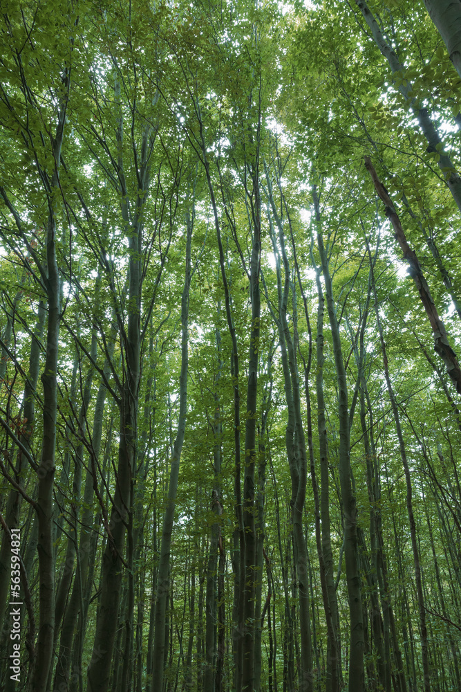 Tall trees in lush forest. Carbon neutrality concept photo. Tall trees in lush forest. Carbon neutrality concept photo.