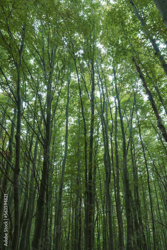 Tall trees in lush forest. Carbon neutrality concept photo.