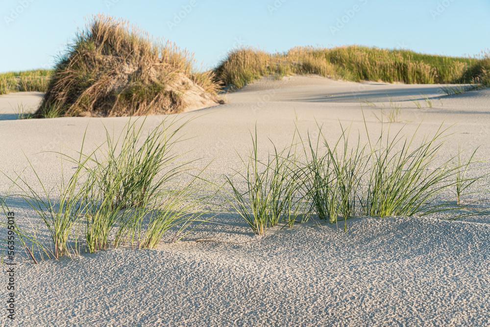 Dünenlandschaft an der Nordsee Dünenlandschaft an der Nordsee