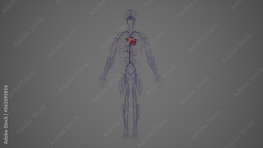 Anterior view of human venous System,3drendering Anterior view of human venous System,3drendering