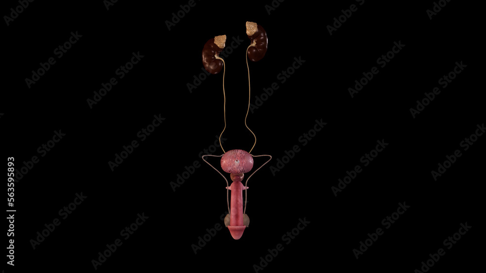 Anterior view of male urogenital system,3D rendering Anterior view of male urogenital system,3D rendering
