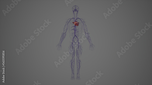 Anterior view of human venous System,3drendering photo