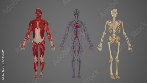 Anterior View of Skeletal, Muscular, and Circulatory Systems